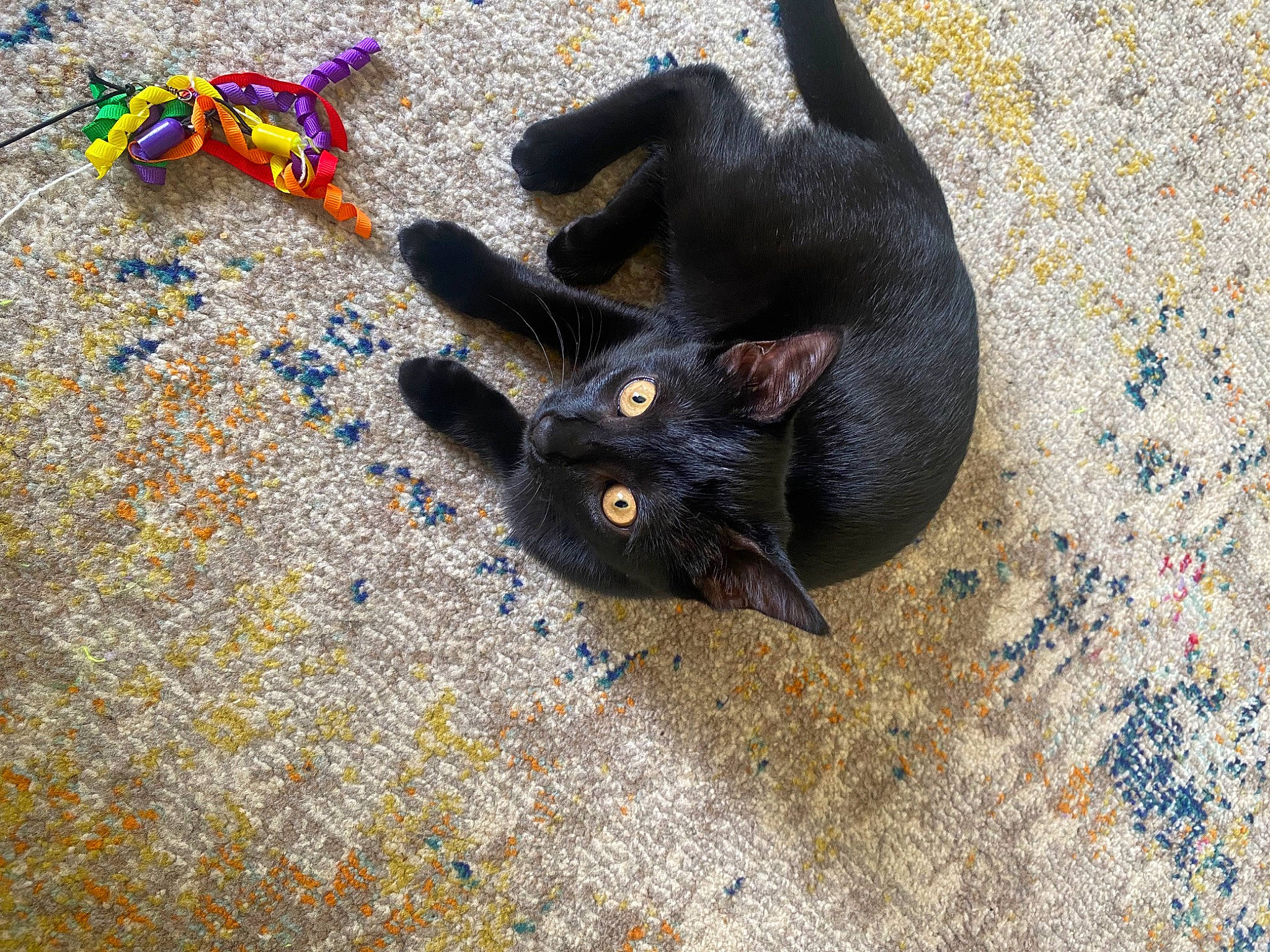 Lunabean is registered to the contest to win money with this photo: black_cat, bombay, carnivore, cat, cat_toy, claw, dog_breed, domestic_short_haired_cat, electric_blue, fashion_accessory, fawn, felidae, fur, paw, sand, shadow, small_to_medium_sized_cats, snout, tail, whiskers