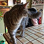 cat, tabby_cat, feline, pet, domestic_animal, table, kitchen, tile, furniture, refrigerator, magnet, photo, plant, bowl, floor, curtains, window, light, indoor, tail