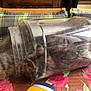 Pearl Et Tahiti participe au concours pour gagner de l'argent avec cette photo : kitten, cat, container, plastic, curious, indoor, tablecloth, flowers, cushions, furniture, pet, animal, playing, closeup, domestic, blur, transparent, head, paw, funny