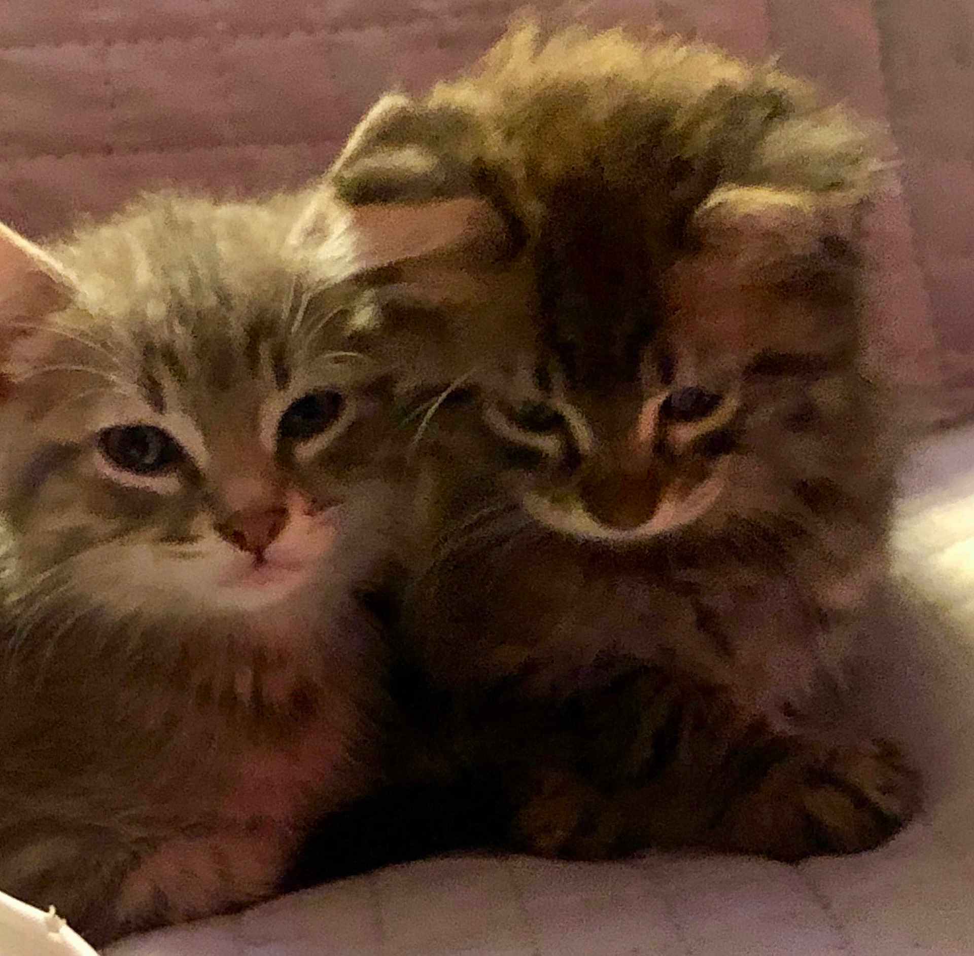 Pearl Et Tahiti