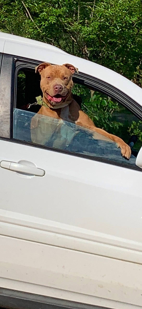 Bowzer is registered to the contest to win money with this photo: automotive_design, automotive_exterior, automotive_lighting, automotive_mirror, bumper, car, carnivore, door_handle, fender, hood, land_vehicle, mode_of_transport, motor_vehicle, plant, rear_view_mirror, tints_and_shades, toy, vehicle, vehicle_door, windscreen_wiper