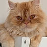Abigail is registered to the contest to win money with this photo: animal, cat, close_up, curious, cute, domestic_cat, ears, feline, fluffy, fur, indoor, looking, mammal, orange_cat, paws, pet, portrait, resting, soft, whiskers