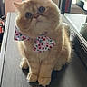 Abigail is registered to the contest to win money with this photo: adorable, bow_tie, cat, cherry_pattern, close_up, cute, domestic_animal, ears, face, feline, fluffy, fur, greenery, indoor, pet, sitting, table, whiskers, window, wood_surface