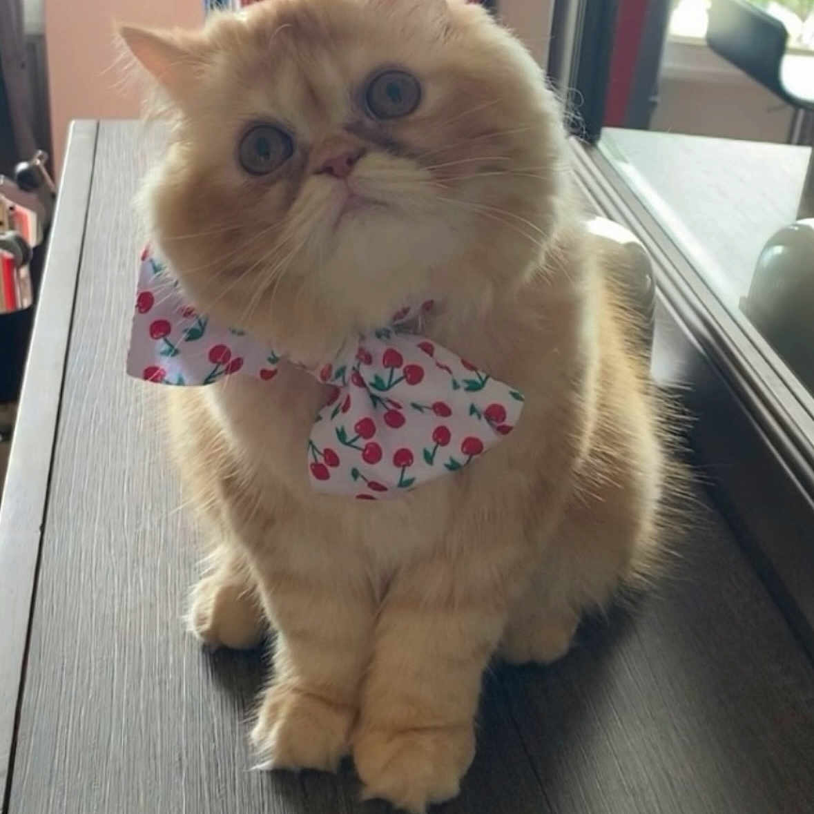 Abigail is registered to the contest to win money with this photo: adorable, bow_tie, cat, cherry_pattern, close_up, cute, domestic_animal, ears, face, feline, fluffy, fur, greenery, indoor, pet, sitting, table, whiskers, window, wood_surface