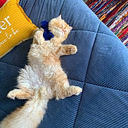 Abigail is registered to the contest to win money with this photo: blue_bow, blue_couch, bow, cat, colorful_rug, cozy, cute, fluffy, furniture, home, indoor, orange_cat, pet, pillow, quilted, relaxed, resting, rug, sleeping, yellow_pillow