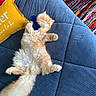cat, orange_cat, fluffy, sleeping, relaxed, blue_couch, quilted, pillow, yellow_pillow, bow, blue_bow, indoor, home, rug, colorful_rug, furniture, pet, cute, cozy, resting