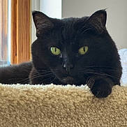 Sable joined the competition — help win amazing prizes! black_cat, cat, feline, green_eyes, whiskers, pointed_ears, fur, paw, indoor, home, carpet, plush_surface, wooden_door, doorway, portrait, close_up, staring, relaxed, dramatic_lighting, pet
