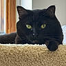 black_cat, cat, feline, green_eyes, whiskers, pointed_ears, fur, paw, indoor, home, carpet, plush_surface, wooden_door, doorway, portrait, close_up, staring, relaxed, dramatic_lighting, pet