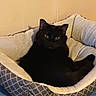 Sable is registered to the contest to win money with this photo: black_cat, cat, pet, feline, green_eyes, animal, whiskers, ears, fur, lying_down, lounging, pet_bed, cushion, indoor, home, cozy, portrait, relaxed, blue_carpet, patterned_fabric
