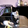 Tickle is registered to the contest to win money with this photo: cat, black_and_white, indoor, furniture, glass_panel, plush_toy, avocado_toy, chair, side_table, plant, decor, paws, relaxed, pet, animal, cozy, living_room, houseplant, glasses, modern