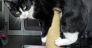 Tickle is registered to the contest to win money with this photo: cat, black_and_white, scratching_post, indoor, pet, curious, yellow_eyes, feline, claws, balancing, wooden_floor, door, home, furniture, playful, animal, whiskers, pink, soft_texture, looking