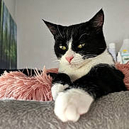 Tickle is registered to the contest to win money with this photo: cat, black_and_white, pet, animal, feline, paw, fur, indoors, cozy, resting, pink_pillow, gray_blanket, cute, whiskers, ears, nose, relaxed, portrait, home, domestic_cat