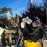 Tess is registered to the contest to win money with this photo: cat, tabby, window, reflection, flower, orchid, yellow_pot, plant, indoor, nature, sky, tree, greenery, pet, animal, curious, sunlight, glass, flora, houseplant