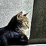 cat, tabby, sunlight, curtain, indoor, pet, feline, animal, whiskers, relaxed, window, shadow, portrait, domestic, cute, mammal, side_view, resting, fur, quiet