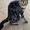 Tess is registered to the contest to win money with this photo: cat, wet, tabby, animal, pet, floor, wooden_floor, indoor, fur, whiskers, ears, tail, eyes, curious, sitting, looking, domestic_animal, feline, mammal, cute