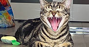 Tess is registered to the contest to win money with this photo: cat, tabby, yawning, pet, animal, indoor, wooden_floor, toy, colorful, mouth_open, teeth, ears, whiskers, striped_fur, relaxed, closeup, domestic_cat, flooring, door, painting