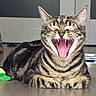 cat, tabby, yawning, pet, animal, indoor, wooden_floor, toy, colorful, mouth_open, teeth, ears, whiskers, striped_fur, relaxed, closeup, domestic_cat, flooring, door, painting
