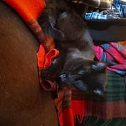 Mickey joined the competition — help win amazing prizes! bag, canidae, carnivore, collar, comfort, companion_dog, dog, dog_breed, dog_collar, dog_supply, fawn, fur, luggage_and_bags, orange, pet_supply, snout, sporting_group, tartan, textile, working_animal