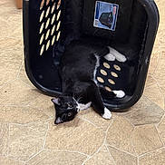 Cosmo joined the competition — help win amazing prizes! animal, black_and_white_cat, black_fur, cat, curious, cute, domestic, feline, flooring, household_item, indoor, laundry_basket, lazy_cat, pet, plastic_basket, relaxed, resting, small_pet, tiled_floor, white_paws