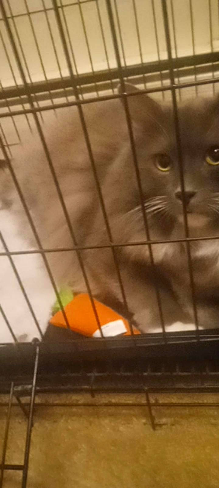 Roscoe joined the competition — help win amazing prizes! carnivore, cat, composite_material, domestic_short_haired_cat, fawn, felidae, flooring, fur, mesh, metal, pattern, pet_supply, service, small_to_medium_sized_cats, snout, symmetry, tints_and_shades, vertebrate, whiskers, wood