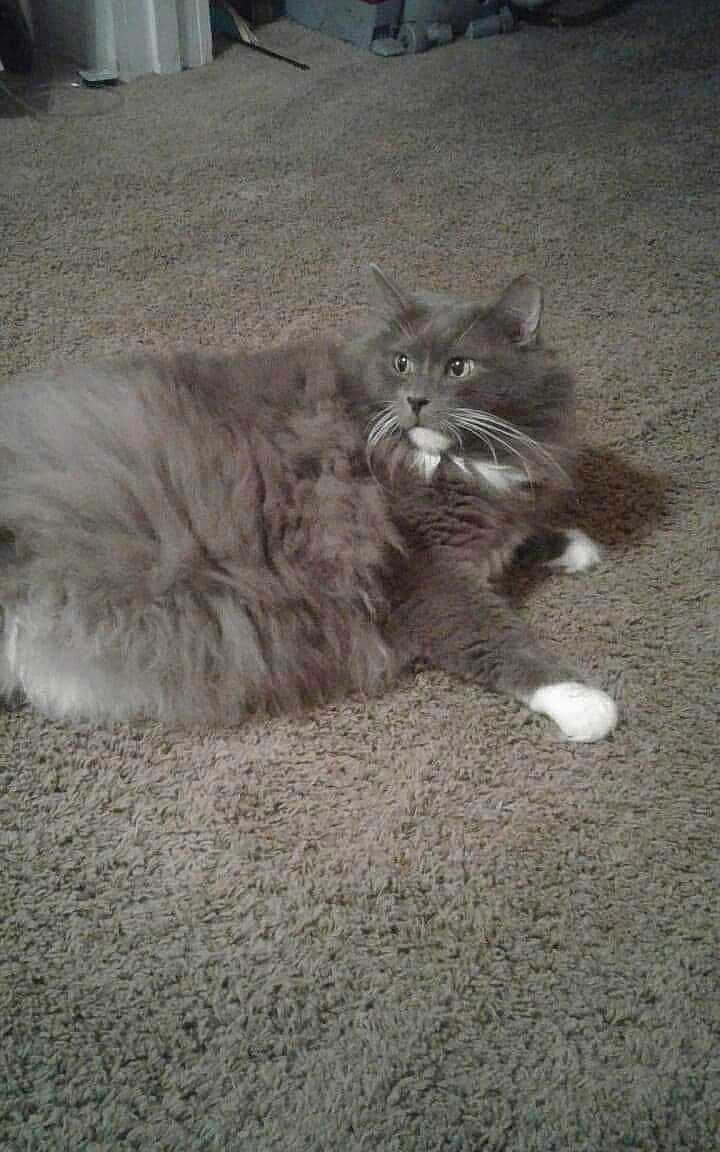 Roscoe