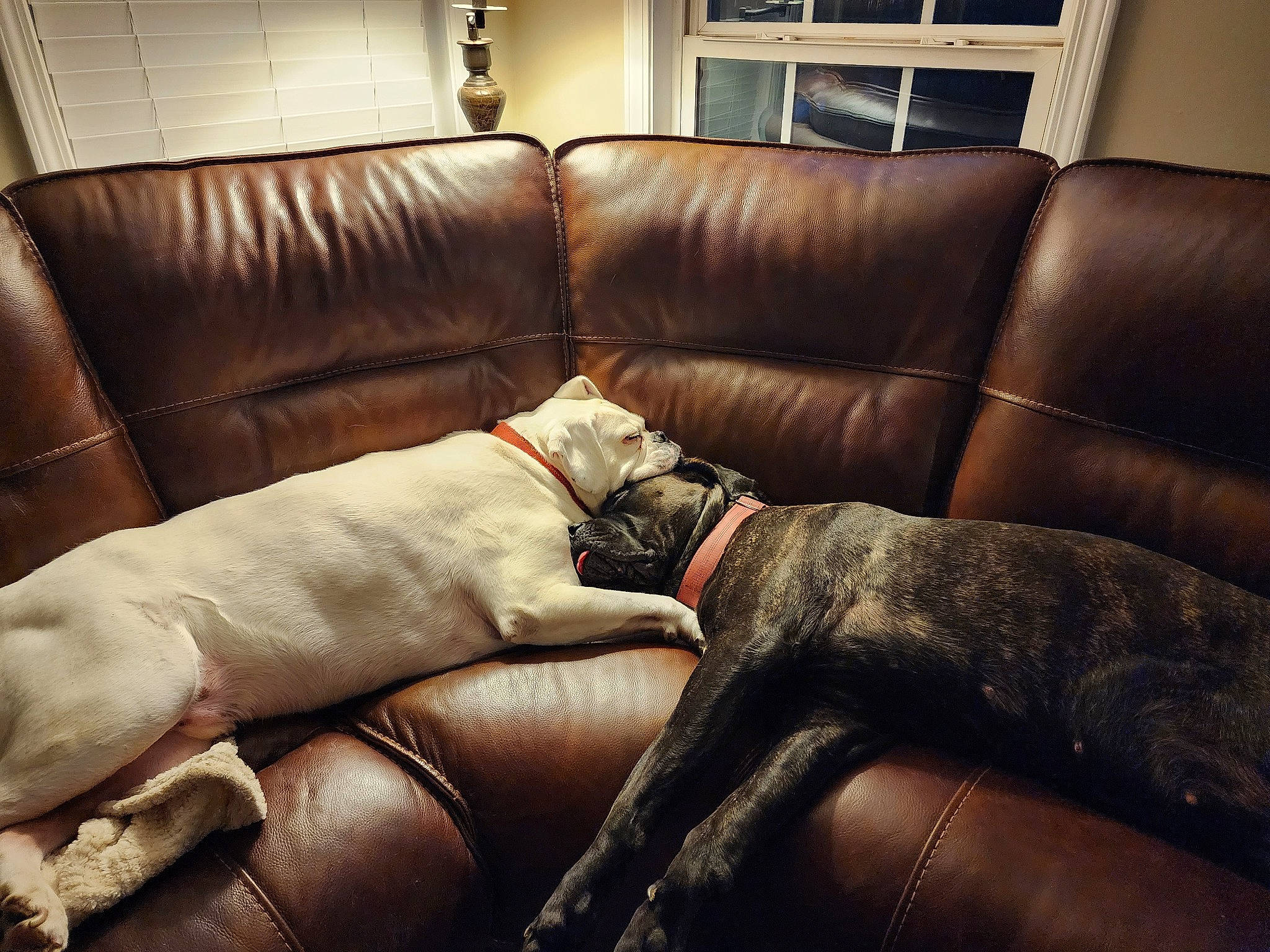 Maxx joined the competition — help win amazing prizes! brown, building, carnivore, comfort, companion_dog, couch, dog, dog_breed, fawn, floor, flooring, furniture, hardwood, house, interior_design, liver, living_room, picture_frame, studio_couch, wood