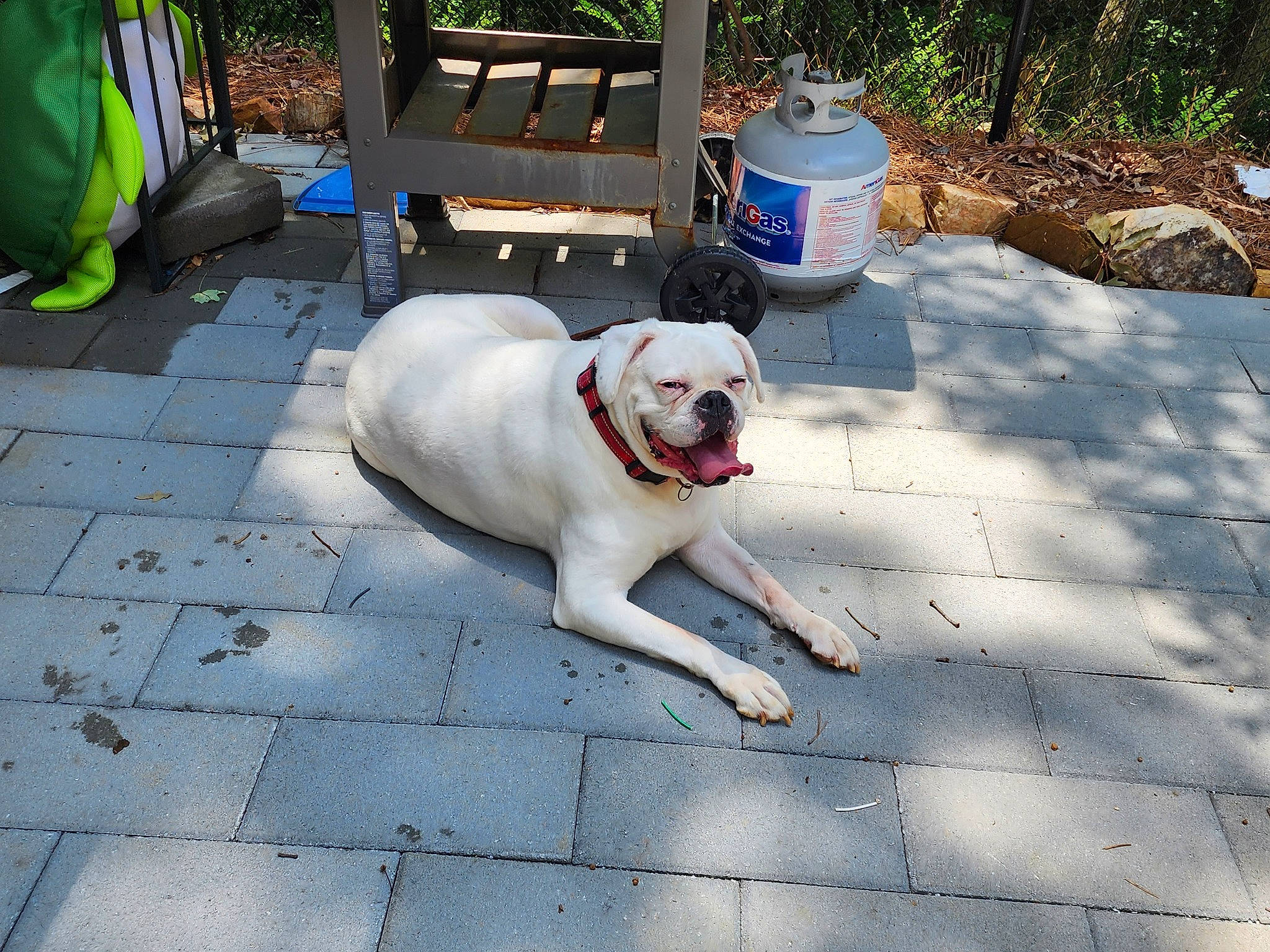 Maxx joined the competition — help win amazing prizes! backpack, carnivore, chair, collar, companion_dog, concrete, dog, dog_breed, dog_collar, dog_supply, fawn, flooring, leash, pet_supply, plant, road_surface, sidewalk, sporting_group, tail, working_animal