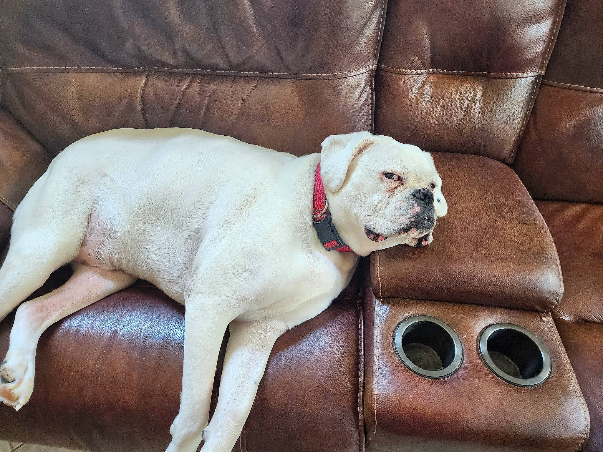 Maxx is registered to the contest to win money with this photo: auto_part, bag, canidae, car, carnivore, chair, collar, comfort, companion_dog, couch, dog, dog_breed, dog_collar, fawn, liver, sporting_group, vehicle, vehicle_door, window, working_animal