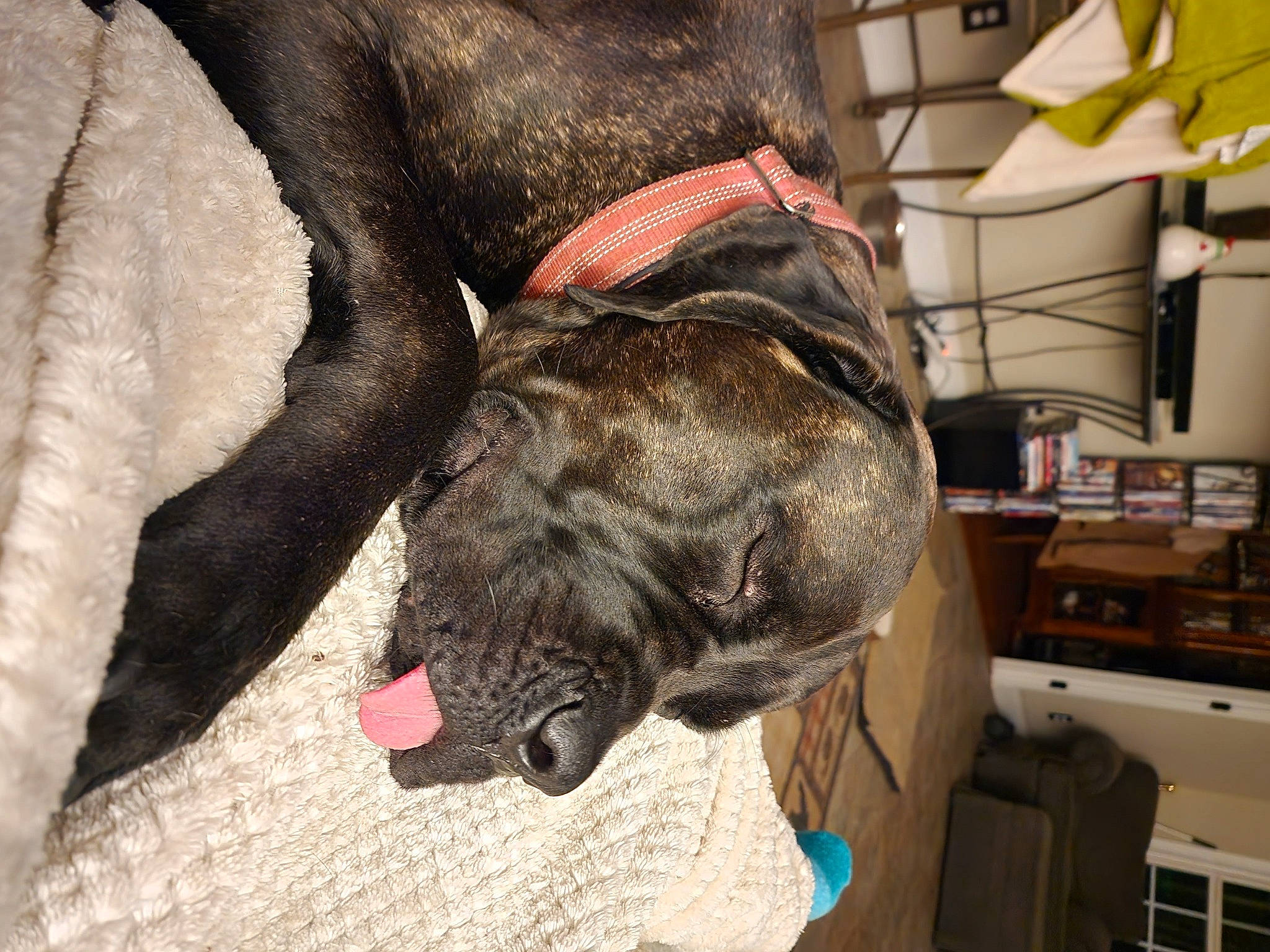 Willow is registered to the contest to win money with this photo: canidae, carnivore, collar, companion_dog, dog, dog_breed, dog_collar, dog_supply, drawer, fawn, fur, great_dane, guard_dog, leash, liver, pet_supply, shelf, snout, sporting_group, working_animal