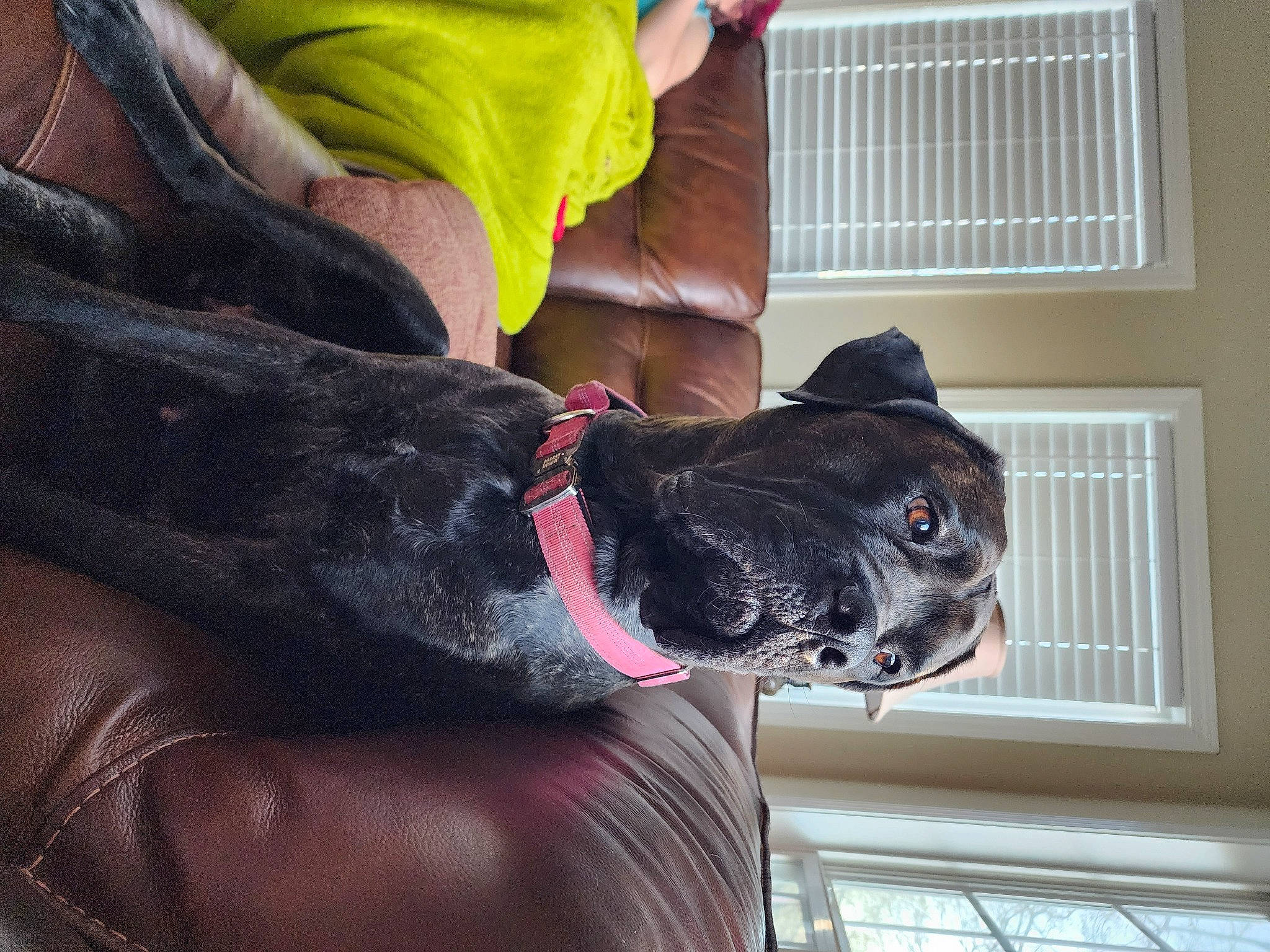 Willow is registered to the contest to win money with this photo: canidae, carnivore, collar, comfort, companion_dog, dog, dog_breed, dog_collar, ear, fawn, fur, gesture, human_leg, leash, snout, tail, whiskers, window, window_blind, wrist