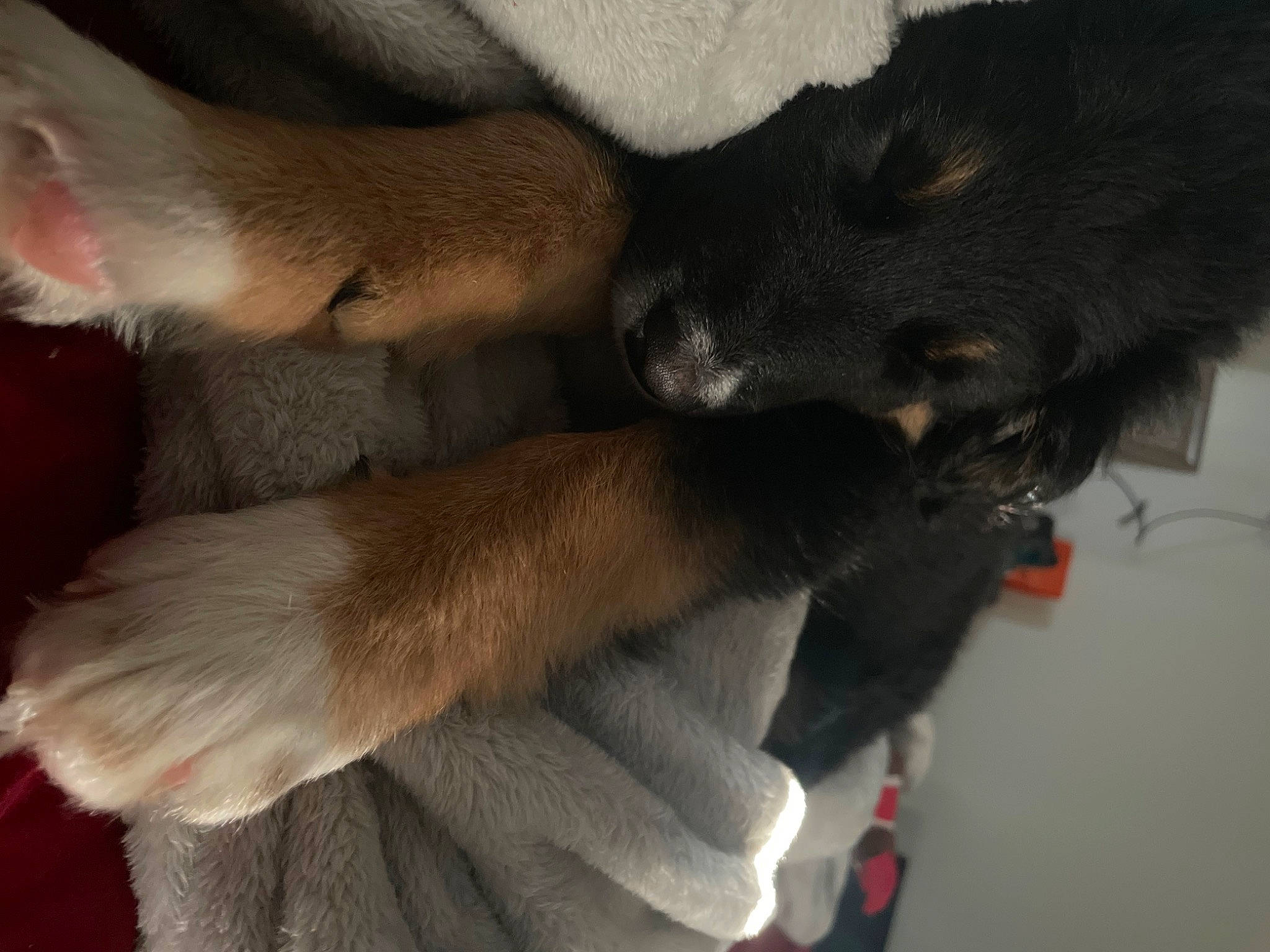 Dude is registered to the contest to win money with this photo: canidae, carnivore, claw, collar, comfort, companion_dog, dog, dog_breed, fawn, foot, fur, guard_dog, human_leg, paw, snout, sporting_group, tail, whiskers, working_animal, working_dog