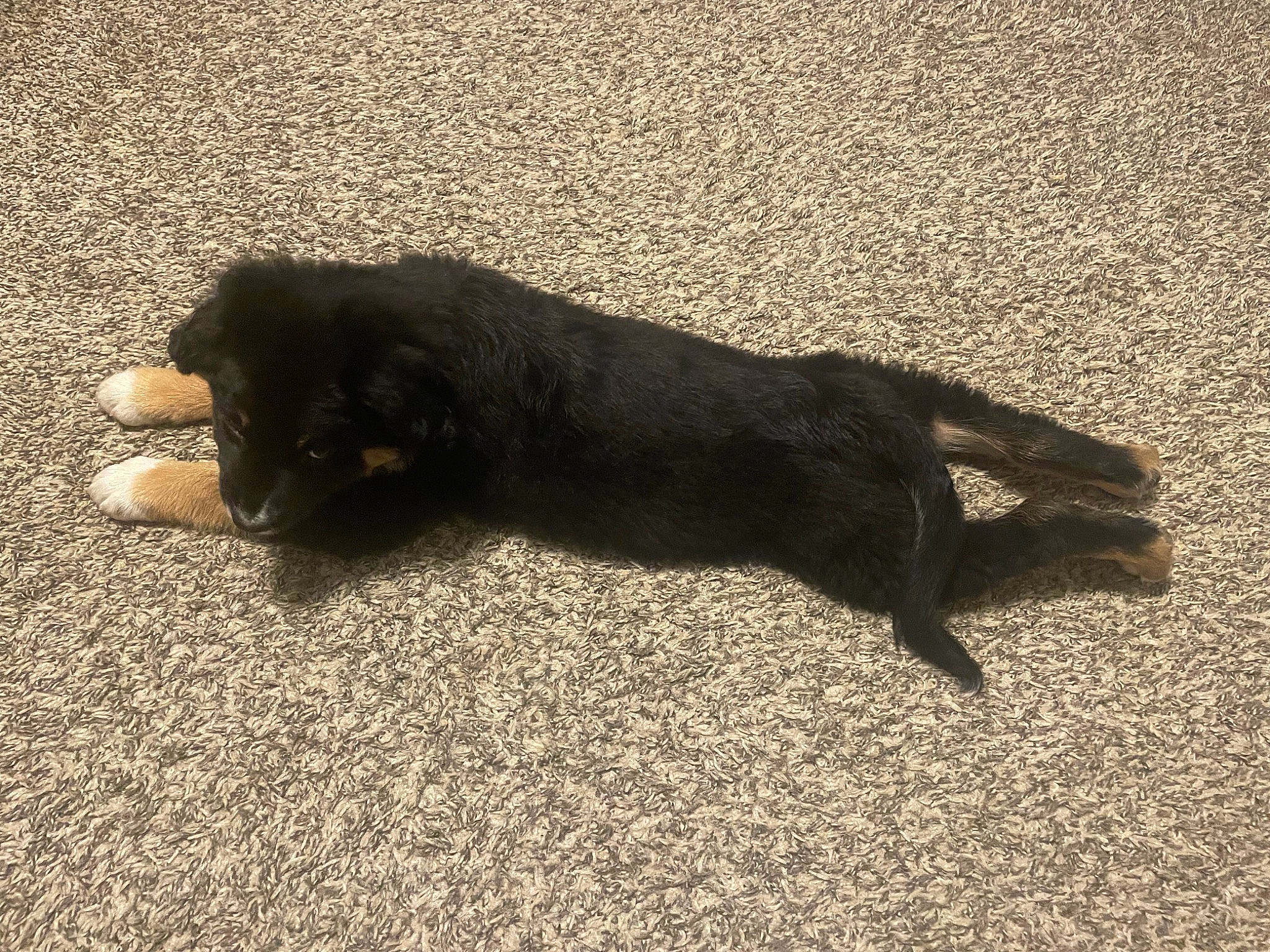 Dude is registered to the contest to win money with this photo: asphalt, canidae, carnivore, claw, dog, dog_breed, fur, paw, road_surface, sand, shadow, snout, soil, sporting_group, tail, tar, terrestrial_animal, tints_and_shades