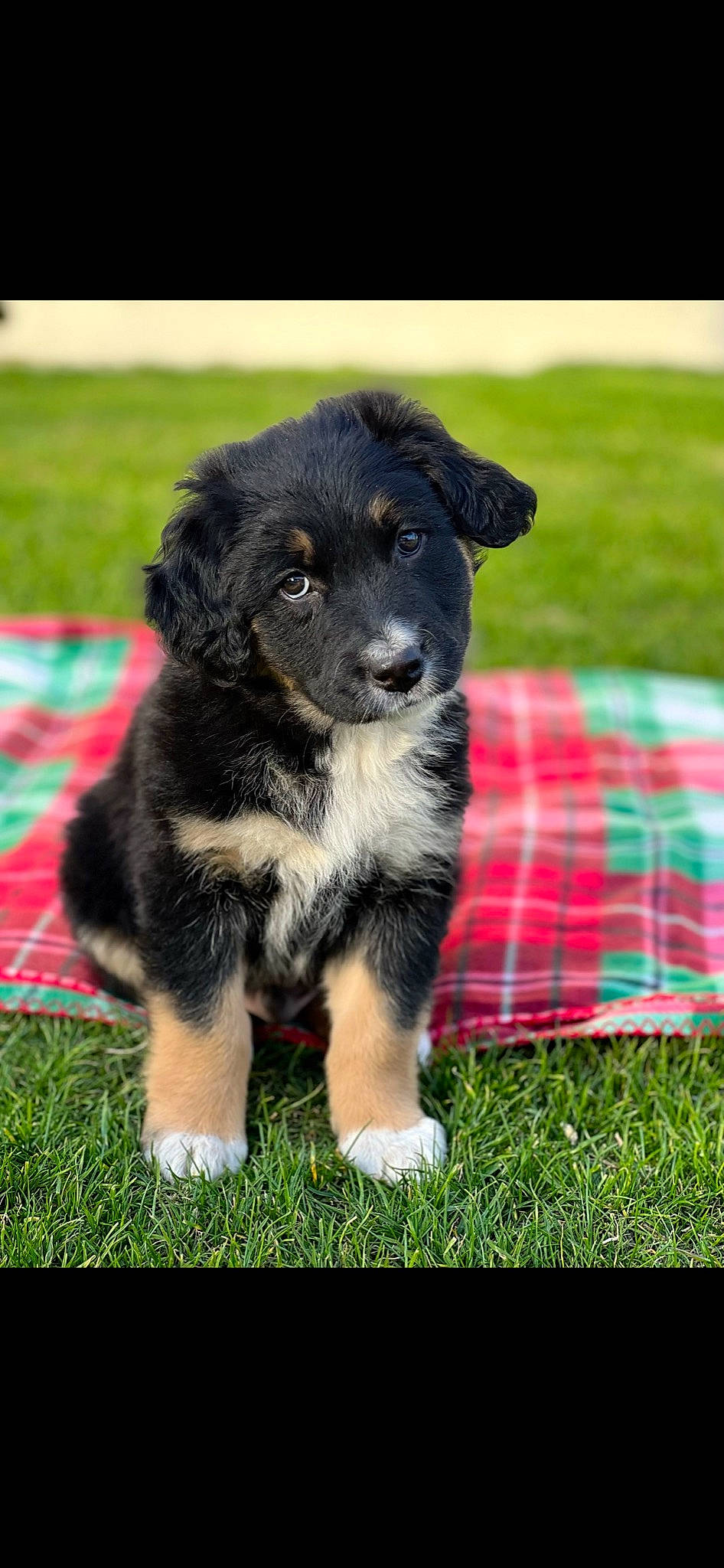 Dude is registered to the contest to win money with this photo: ancient_dog_breeds, borador, canidae, carnivore, companion_dog, dog, dog_breed, fur, grass, herding_dog, pattern, plaid, plant, puppy, sporting_group, tartan, terrestrial_animal, whiskers, working_animal, working_dog