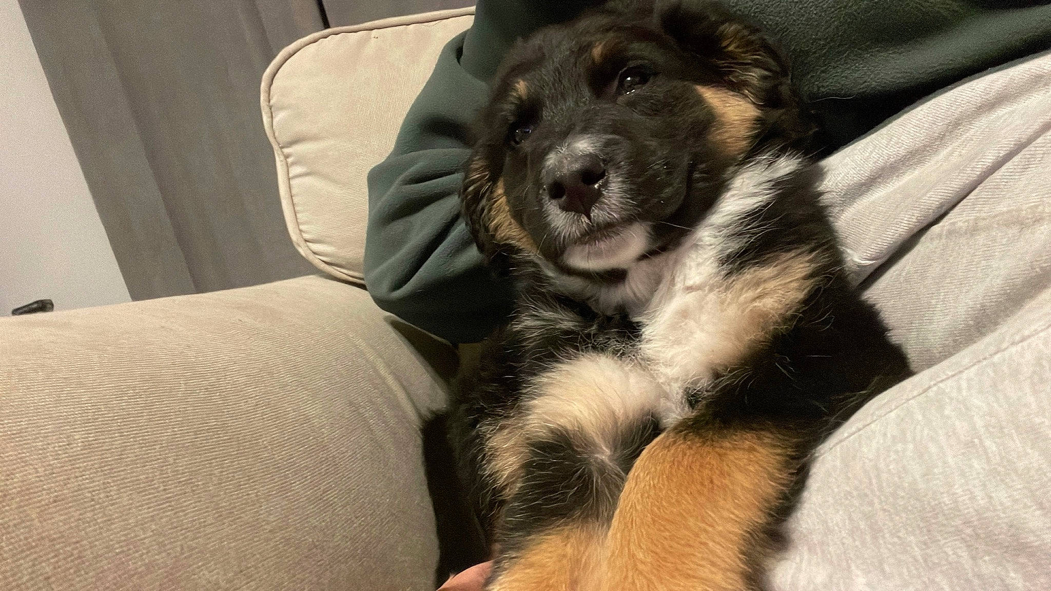 Dude joined the competition — help win amazing prizes! canidae, carnivore, comfort, companion_dog, dog, dog_breed, fur, guard_dog, paw, snout, sporting_group, terrestrial_animal, working_animal, working_dog