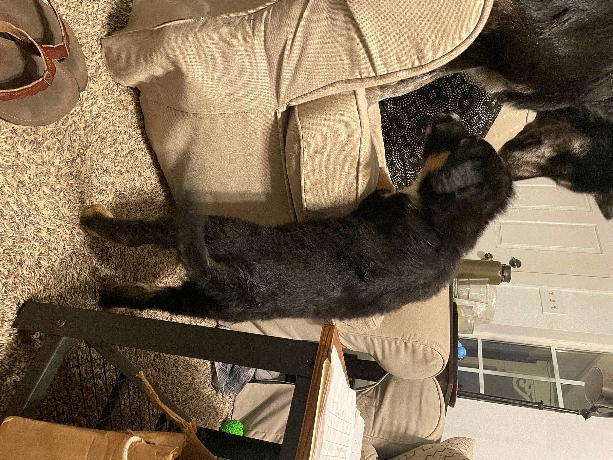 Dude is registered to the contest to win money with this photo: canidae, carnivore, cat, claw, comfort, companion_dog, dog_breed, domestic_short_haired_cat, felidae, flooring, fur, small_to_medium_sized_cats, snout, sporting_group, tail, whiskers