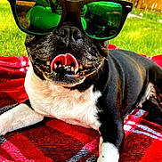 Lilo joined the competition — help win amazing prizes! animal, black_and_white, blanket, canine, closeup, dog, fence, grass, happy, outdoor, pet, plaid, playful, reflection, relaxed, summer, sunglasses, sunlight, tongue, tongue_out