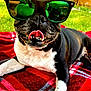 animal, black_and_white, blanket, canine, closeup, dog, fence, grass, happy, outdoor, pet, plaid, playful, reflection, relaxed, summer, sunglasses, sunlight, tongue, tongue_out