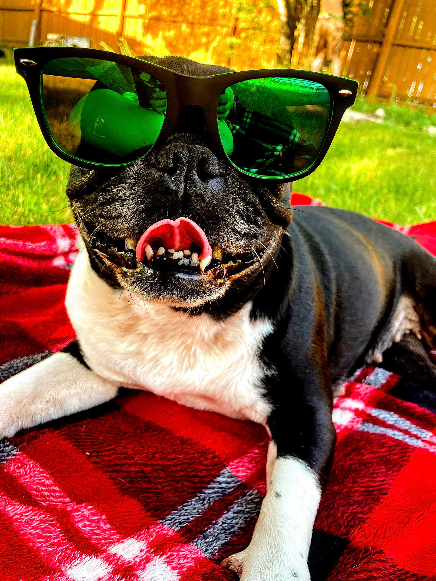 Lilo joined the competition — help win amazing prizes! animal, black_and_white, blanket, canine, closeup, dog, fence, grass, happy, outdoor, pet, plaid, playful, reflection, relaxed, summer, sunglasses, sunlight, tongue, tongue_out