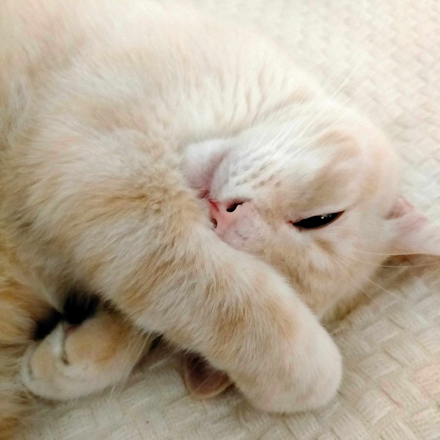 Minouche a rejoint le concours — aidez-le/la à gagner de superbes lots ! abyssinian, angora, animal, blanket, cat, couch, electronics, furniture, hardware, head, indoors, kitten, manx, person, pet, quilt, siamese, sleeping, snout, white