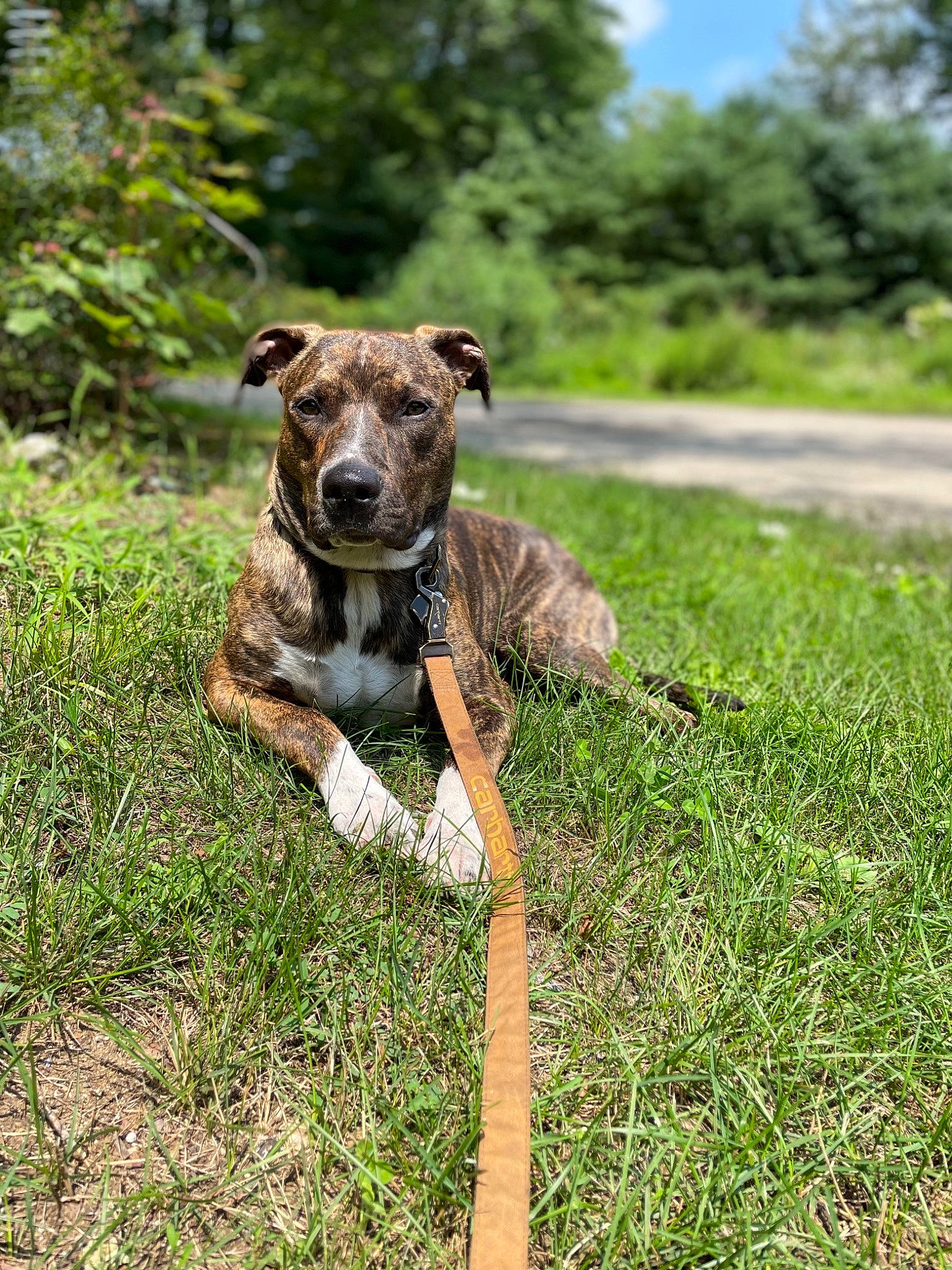 Baylor joined the competition — help win amazing prizes! canidae, carnivore, cloud, collar, companion_dog, dog, dog_breed, dog_collar, eye, fawn, grass, grassland, leash, plant, sky, snout, tail, terrestrial_animal, tree, working_animal