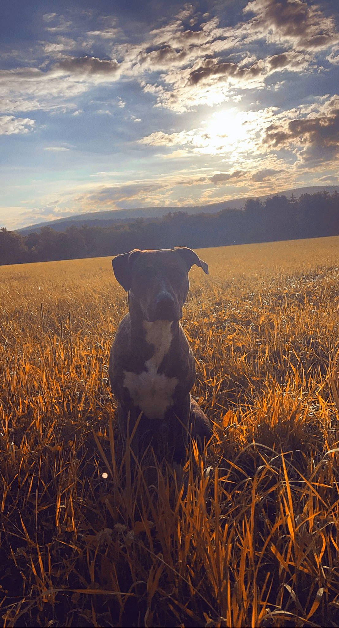 Baylor joined the competition — help win amazing prizes! agriculture, carnivore, cloud, companion_dog, dog, dog_breed, fawn, grass, grass_family, grassland, landscape, meadow, natural_landscape, people_in_nature, plain, prairie, sky, snout, sunset, working_animal