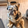 animal, blurry_background, canine, companion, cute, dog, domestic, ears, expression, floor, french_bulldog, fur, home, indoor, looking, merle_coat, pet, portrait, sitting, young