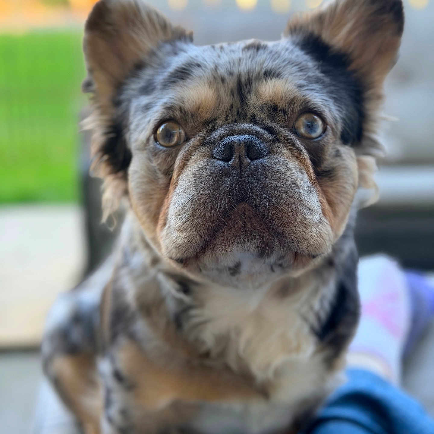 Cosmo joined the competition — help win amazing prizes! animal, blurred_background, close_up, companionship, curious, cushion, cute, dog, domestic_animal, ears, face, friendly, fur, jeans, merle_coat, outdoor, pet, portrait, sitting, sock