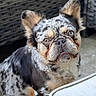 Cosmo joined the competition — help win amazing prizes! animal, black, brown, close_up, concrete_floor, curious, cute, dog, ears, face, french_bulldog, furniture, heterochromia, merle_coat, outdoor, pet, portrait, sitting, white, wicker