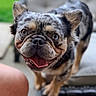 Cosmo joined the competition — help win amazing prizes! animal, blurred_background, canine, close_up, companion, cute, dog, domestic_animal, ears, face, focus, friendly, fur, happy, heterochromia, outdoor, pet, portrait, smiling, tongue_out