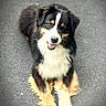 dog, animal, pet, lying_down, black_fur, white_fur, tan_fur, happy, smiling, outdoor, pavement, friendly, cute, fur, mammal, canine, portrait, looking_up, fluffy, companion