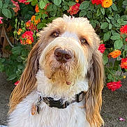 Luke joined the competition — help win amazing prizes! dog, flower, rose, pet, outdoor, nature, fur, collar, leaf, plant, garden, closeup, canine, brown, white, portrait, animal, cute, ears, greenery
