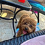 Ruby Sticker is registered to the contest to win money with this photo: dog, poodle, puppy, curly_fur, brown_fur, tongue_out, patio, outdoor, metal_table, wicker_chair, red_cup, towel, stone_floor, playful, pet, close_up, looking_up, shiny_eyes, table_leg, sunlight