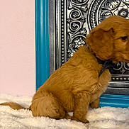 Samson joined the competition — help win amazing prizes! puppy, dog, golden_coat, curly_fur, collar, bow, white_blanket, faux_fur, tail, paw, side_profile, ornate_panel, decorative_frame, blue_frame, pink_wall, indoor, sitting, cute, pet, small