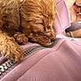 puppy, dog, sleeping, close_up, curly_fur, fur, paw, zipper, hoodie, pink, hand, ring, jewelry, fabric, cozy, nap, domestic, pet, cuddle, portrait